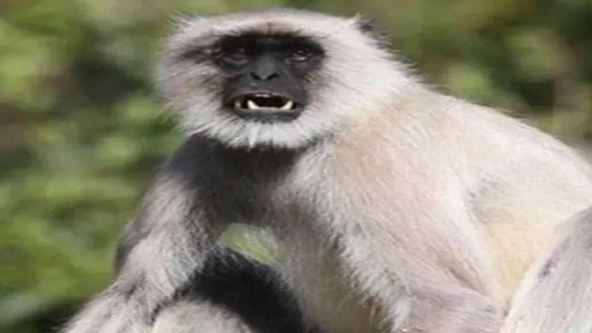 बंदर पर 21 हजार रुपए का इनाम: एमपी के इस जिले में किया गया ऐलान, जानें क्या है पूरा मामला