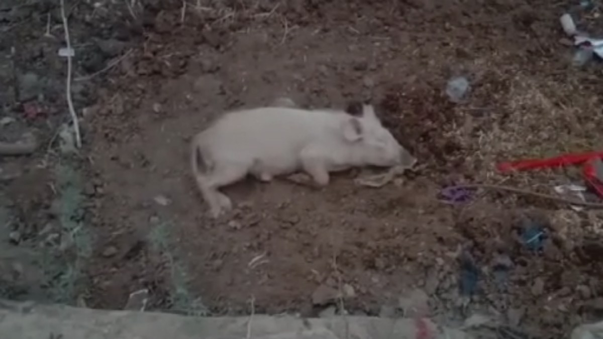 62 सूअरों की मौत से हड़कंप: अज्ञात बीमारी के आशंका से लोगों में फैली दहशत 