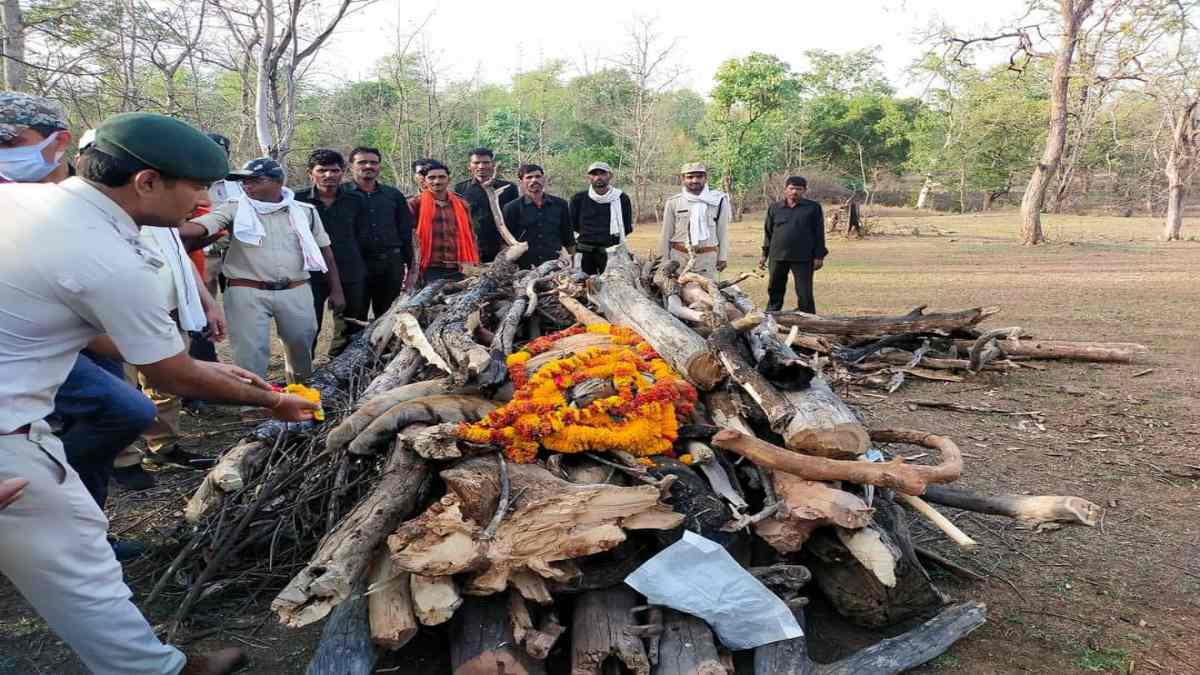 नौरादेही अभयारण्य के पहले बाघ किशन की मौत, बाहरी टाइगर से संघर्ष में हुआ था घायल, मचा हड़कंप 