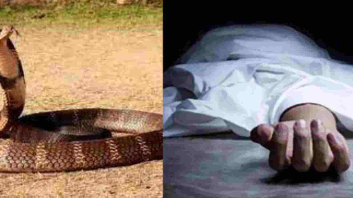 जहरीले सांप के डसने से युवक की मौत: पहले कराने लगे झाड़-फूंक, फिर ले गए अस्पताल, इसी बीच चली गई जान