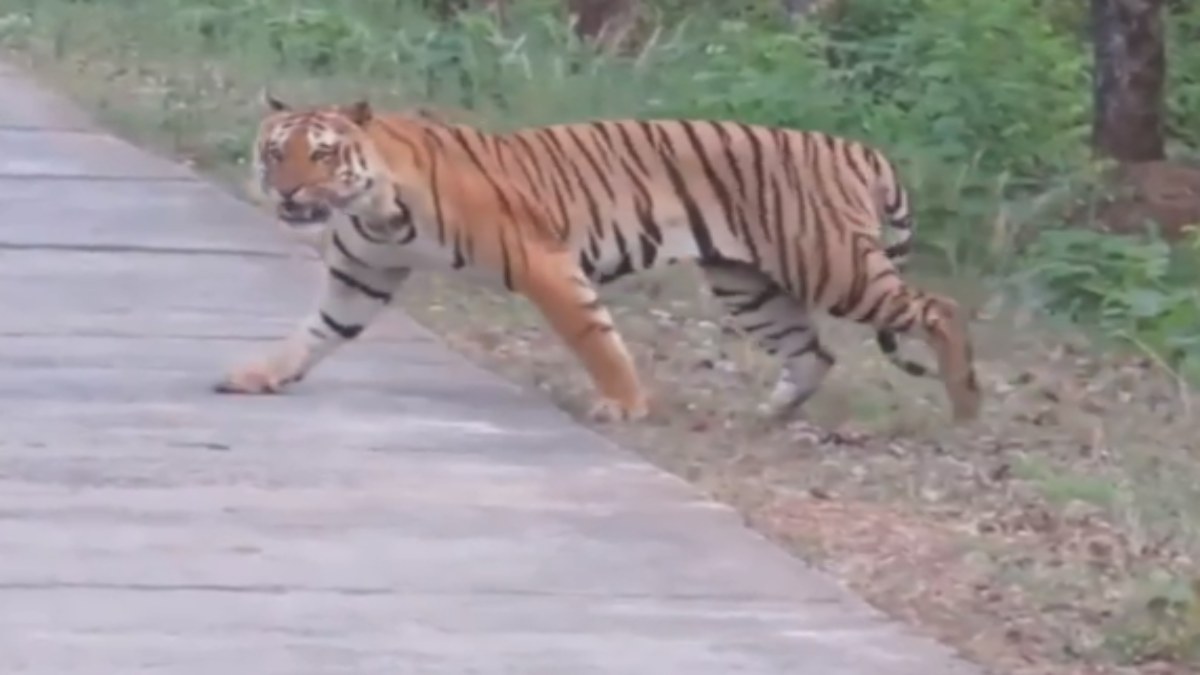 सड़क पार करते दिखा टाइगर: अचानक सामने देख राहगीरों की थमी सांसे, वायरल हो रहा VIDEO   