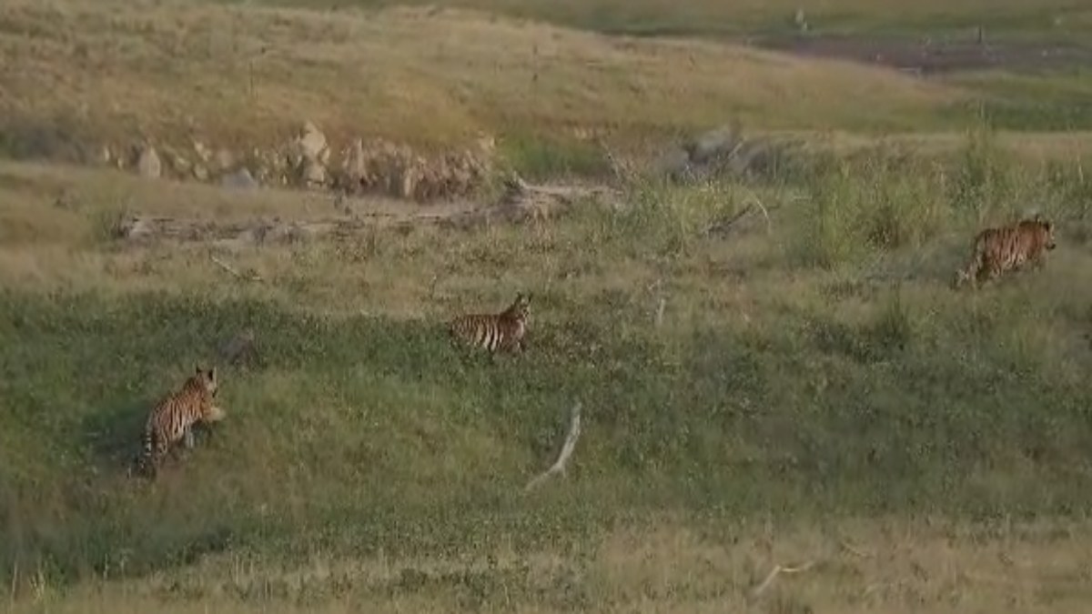 जब एक साथ नजर आए तीन बाघ: गाइड ने कैमरे में कैद की तस्वीर, देखें रोमांचित करने वाला ये VIDEO