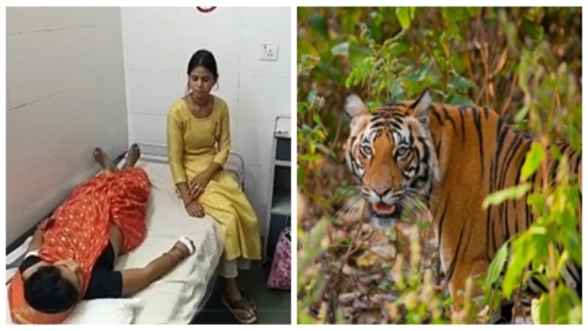 घात लगाकर बैठे बाघ ने महिला पर किया हमला, शोर मचाने पर बची जान, गंभीर हालत में अस्पताल में भर्ती 