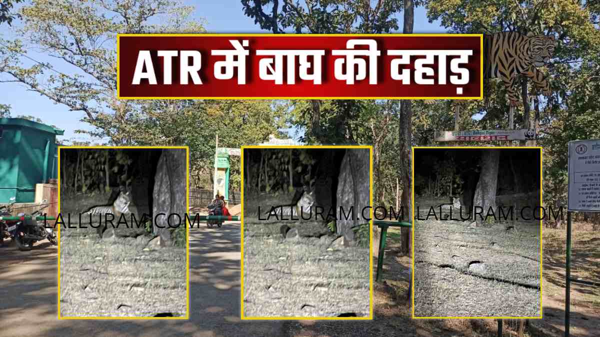 EXCLUSIVE VIDEO: ATR के जंगल में आराम फरमाते दिखा बाघ, दहाड़ से गूंजता है इलाका, प्रत्यक्षदर्शी ने कैमरे में किया कैद
