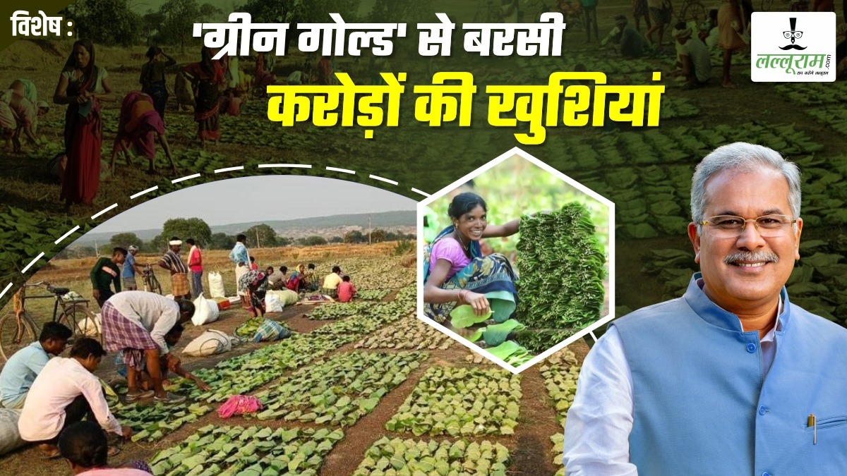 विशेष- ‘हरे सोने’ से बिखरी खुशियों की हरियाली: बस्तर से सरगुजा तक खुशहाली, बघेल सरकार ने तेंदूपत्ता संग्राहकों को बांटे 500 करोड़, 13 लाख परिवारों के खिले चेहरे…