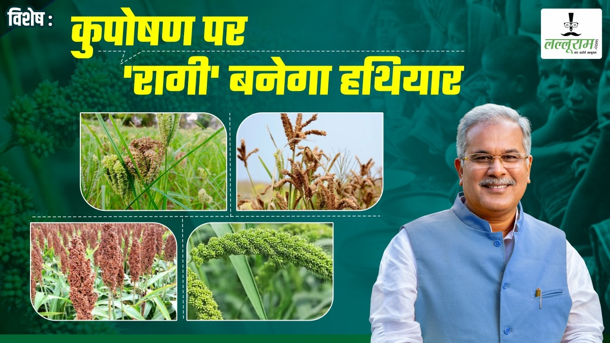 विशेष- कुपोषण से जंग जीतने ‘रागी’ बना हथियार, 173 गांवों के किसानों को लाभान्वित की सरकार, चमत्कारी अनाज से नहीं होगी खून की कमी, शुगर से मुक्ति, पढ़िए फायदे