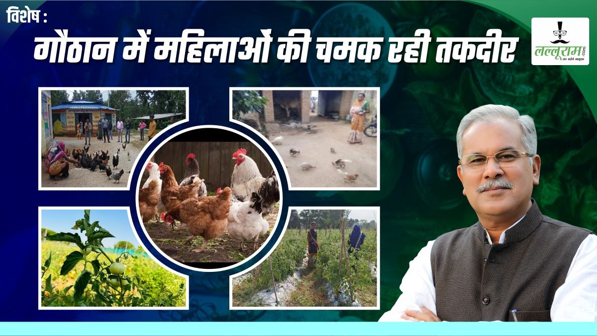 विशेष- गौठानों में संवार रहा भविष्य: मल्टी एक्टिविटी से बढ़े रोजगार के साधन, वर्मी कंपोस्ट, सब्जी बाड़ी और मुर्गी पालन से महिलाएं कमा रहीं लाखों…