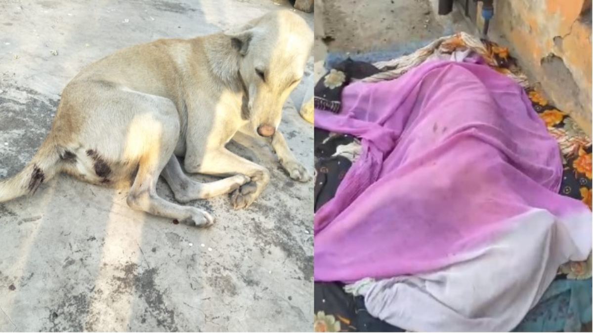 राजधानी में इंसानियत शर्मसार ! 2 जालिमों ने कुत्ते को उतारा मौत के घाट, डंडा और पत्थर से मारा, दोनों पर FIR दर्ज