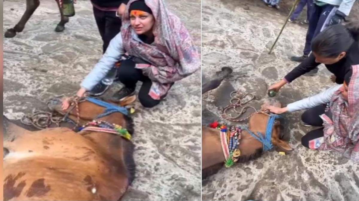 बाबा केदारनाथ की यात्रा के दौरान एक्ट्रेस Himanshi Khurana दिखीं घोड़े की सेवा करते, देखें VIDEO …