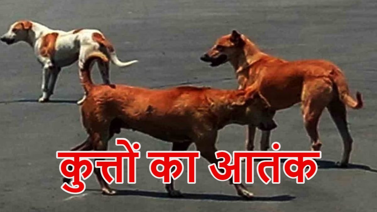 बुझ गया घर का चिराग : खूंखार कुत्तों ने 5 साल के मासूम को नोच-नोचकर मार डाला, एकलौते बेटे की मौत के बाद घर में पसरा मातम