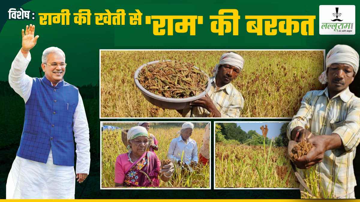 विशेष- रागी की खेती से ‘राम’ की बरकत, किसानों की जिंदगी बदल रही बघेल सरकार, आर्थिक समृद्धि की ओर बढ़ी अन्नदाताओं की रफ्तार…