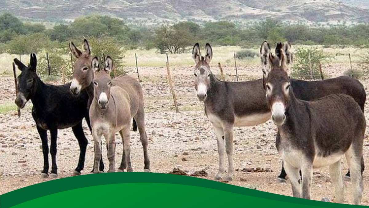 सालभर में बढ़ गए 100000 ‘गधे’, सरकार हुई गदगद, जानिए पूरा मामला
