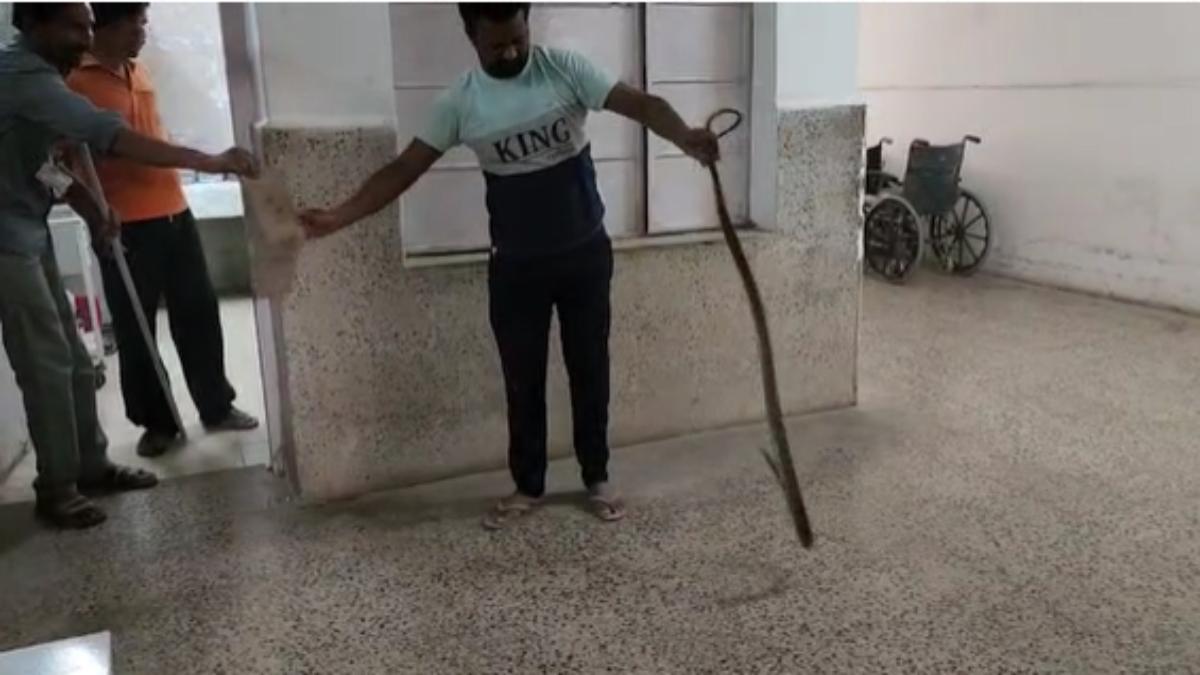 अस्पताल में निकला 5 फीट लंबा सांप: नर्स रूम में फन फैलाए बैठा था, सर्पमित्र ने पकड़कर जंगल में छोड़ा