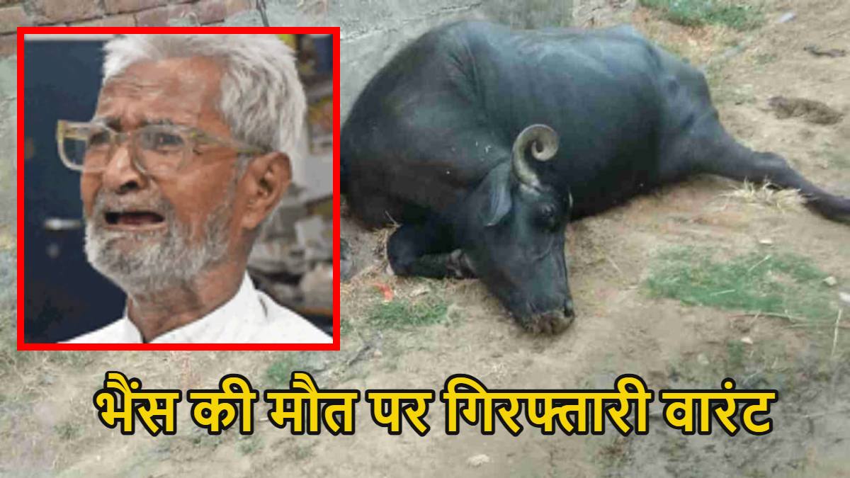 अजब-गजब : भैंस की मौत पर 80 साल के बुजुर्ग के खिलाफ गिरफ्तारी वारंट, जानिए पूरा मामला