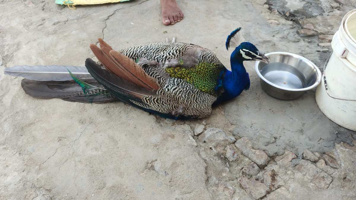 MP के इस जिले में राष्ट्रीय पक्षी नहीं सुरक्षित! पशु अस्पताल में घायल मयूर को नहीं मिली चिकित्सा सुविधा, वन विभाग ने भी खड़े किए हाथ, बड़ा सवाल- फिर कैसे बचेंगे मोर