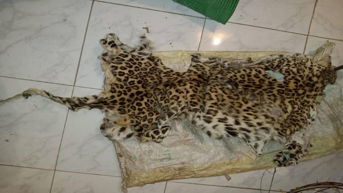 CG BREAKING : तेंदुए की खाल के साथ 4 शिकारी गिरफ्तार, अन्य प्रतिबंधित सामान भी जब्त