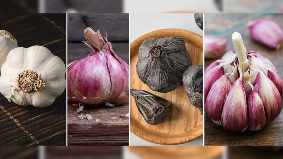 काला, बैंगनी या गुलाबी लहसुन क्या आपने खाया है, जानिए इसके फायदे