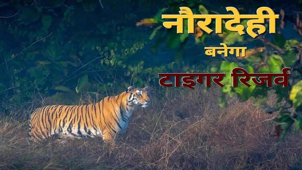 नौरादेही बना मप्र का 7वां टाइगर रिजर्व: देश का सबसे ज्यादा टाइगर रिजर्व वाला बनेगा राज्य, जल्द जारी होगी अधिसूचना
