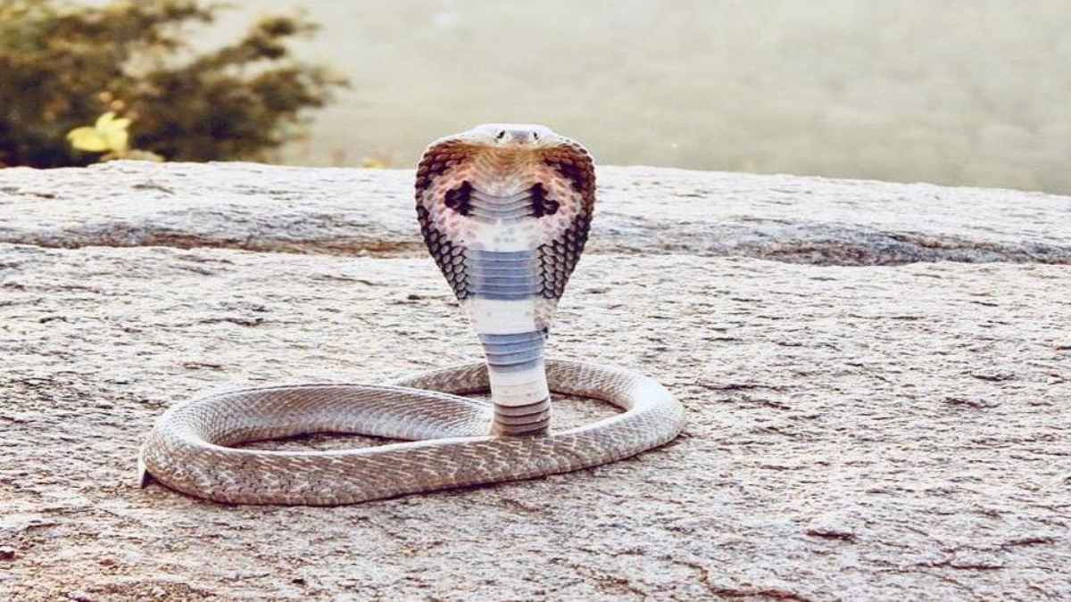 किसान को सांप ने डसा, डसने के बाद 30 मिनट तक बैठा रहा नागराज, हुई मौत