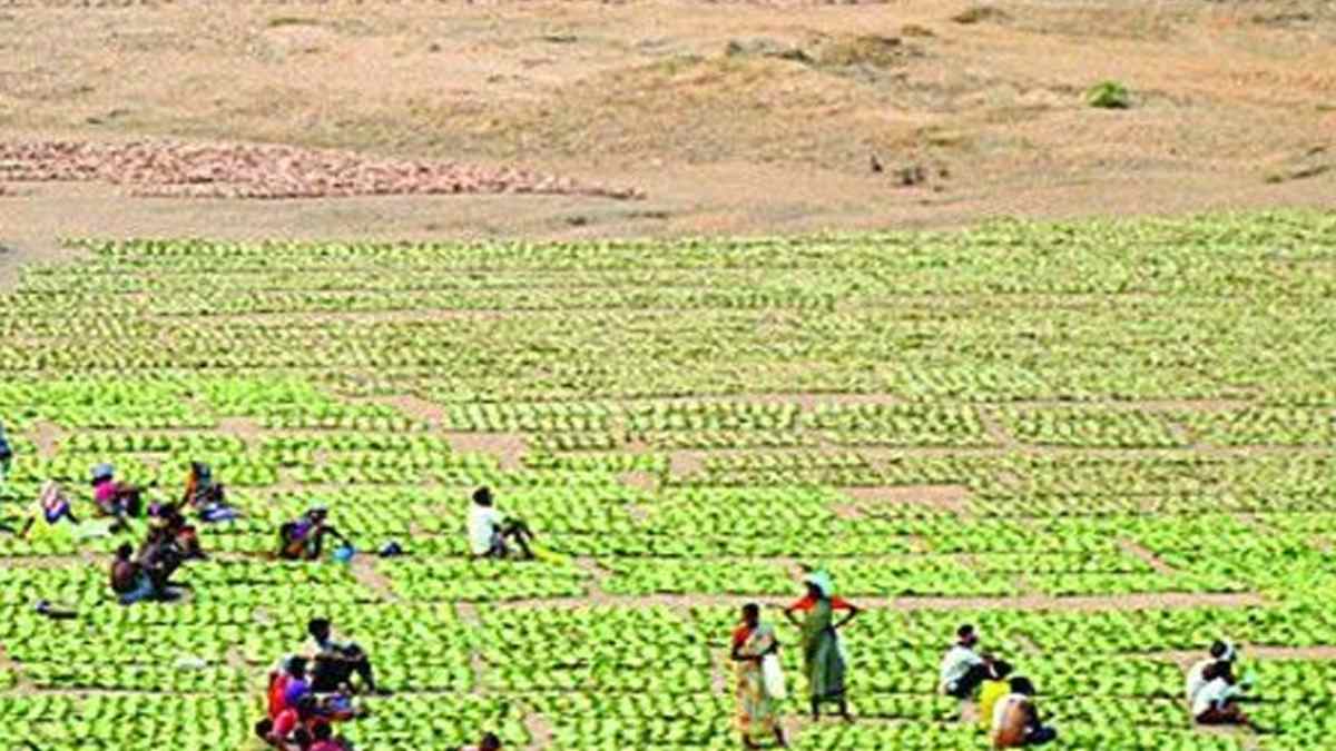 तेंदूपत्ता संग्राहकों को बड़ी सौगात: तेंदूपत्ता संग्रहण के लिए पारिश्रमिक राशि बढ़ी, मोहन सरकार ने जारी किया आदेश