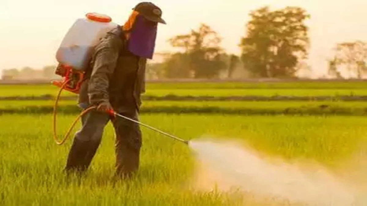 Kharif Season: खरीफ सीजन में किसानों को आधे दाम पर मिलेगी कीटनाशक दवा,जानिए पूरी प्रक्रिया…