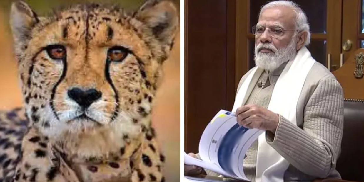 पीएम मोदी ने ‘चीता प्रोजेक्ट’ को लेकर बुलाई उच्चस्तरीय बैठक: दिल्ली में कल होगी समीक्षा, केंद्र ने 5 वन्यजीव विशेषज्ञों की टीम भेजी कूनो