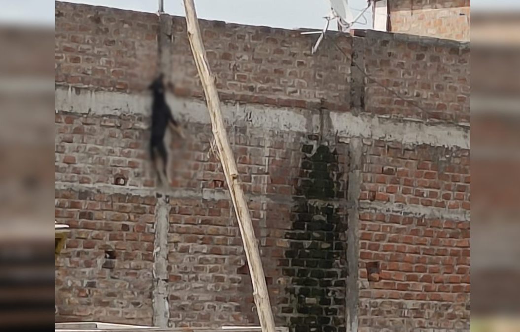 डॉग की फांसी लगने से मौत: मालिक पर पशु क्रूरता अधिनियम के तहत केस दर्ज