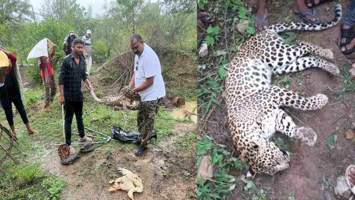 MP NEWS: धार में वाहन की टक्कर से तेंदुए की मौत, पन्ना में पूर्व मंत्री के फार्म हाउस के स्विमिंग पूल में शिकार कर नहाते मिला अजगर