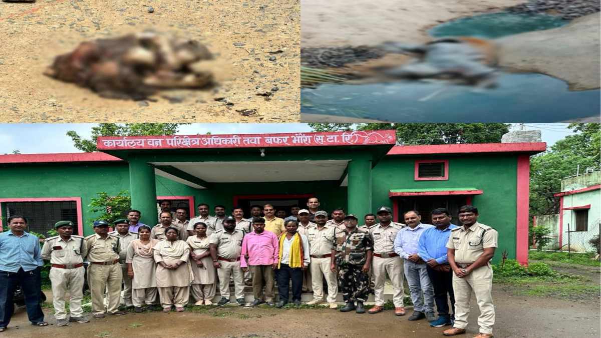सतपुड़ा टाइगर रिजर्व में बाघ का शिकार, 2 आरोपी गिरफ्तार: एक ने गिरफ्तारी के डर से दी जान, जांच में जुटी STR