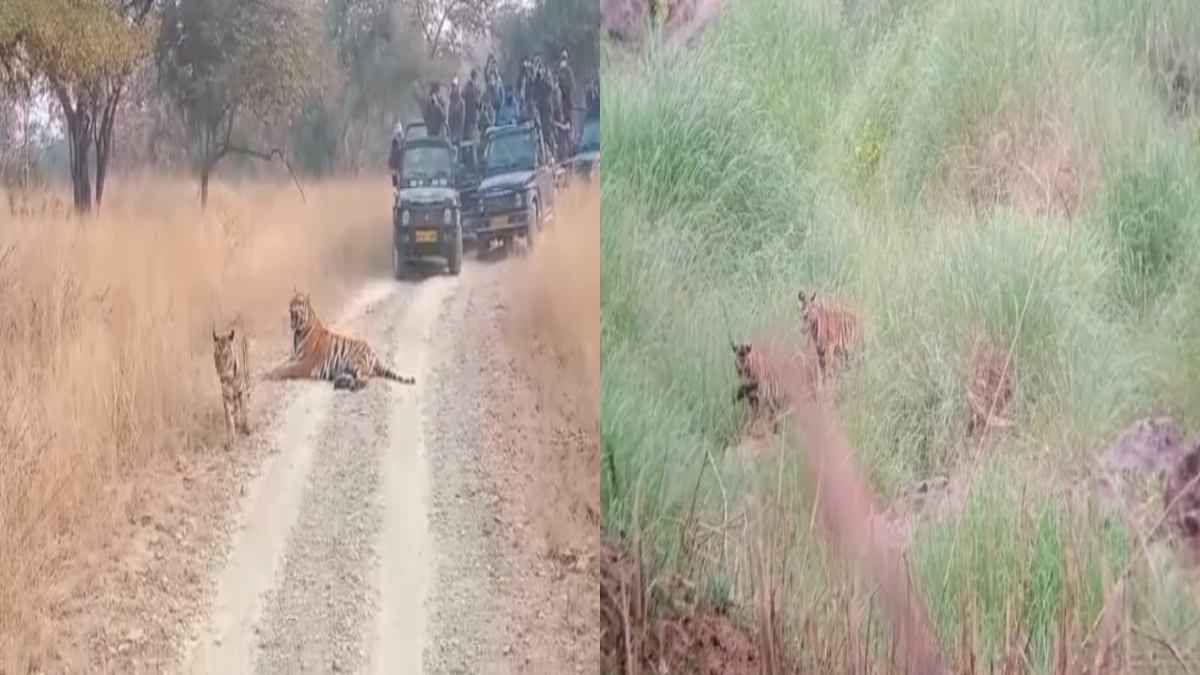 बाघिन के लकवाग्रस्त होने से बढ़ी नन्हें शावकों की मुश्किलें: अब खुले जंगल में खुद ही सीखेंगे शिकार के गुण, निगरानी में लगी पन्ना टाइगर रिजर्व की टीम