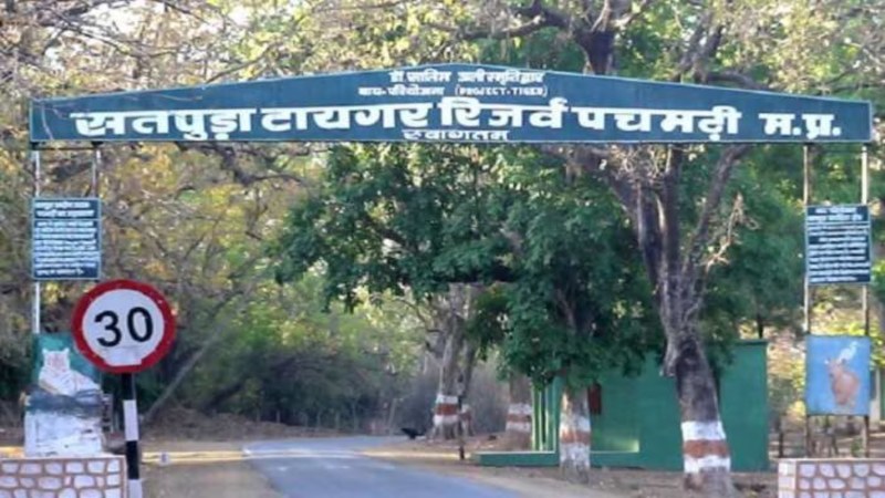 सतपुड़ा टाइगर रिजर्वः बाघ की सिर कटी लाश के बाद रेड  अलर्ट, इधर पन्ना टाइगर रिजर्व में पर्यटकों को पार कराए जा रहे उफनते नाले, Video