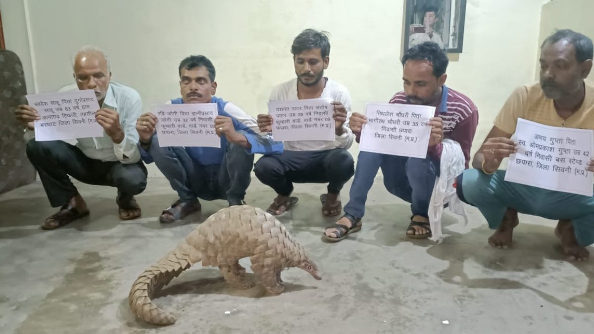 सिवनी में पैंगोलिन की तस्करी: 5 आरोपी गिरफ्तार, तीन बाइक और मोबाइल जब्त, मामला दर्ज