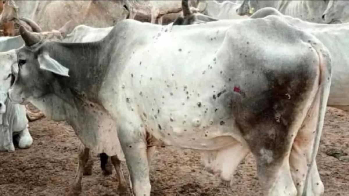 सीहोर में लंपी वायरस का संक्रमणः हेल्पलाइन नंबर जारी, कलेक्टर ने की पशु पालकों-किसानों से सूचना देने की अपील, टीकाकरण के लिए चलाया जा रहा अभियान