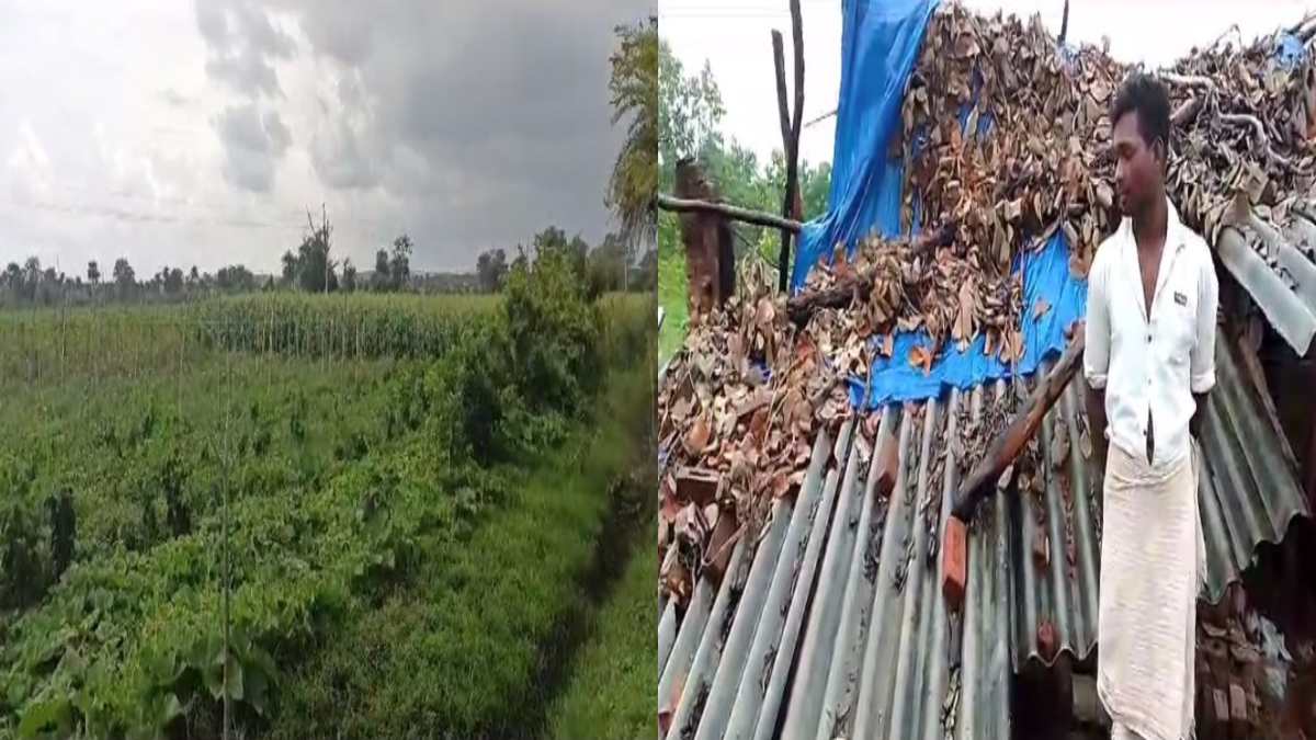 MP NEWS: धार में मक्के के खेत में दिखा तेंदुआ, अनूपपुर में हाथियों ने घर में की तोड़फोड़, ग्रामीणों में दशहत