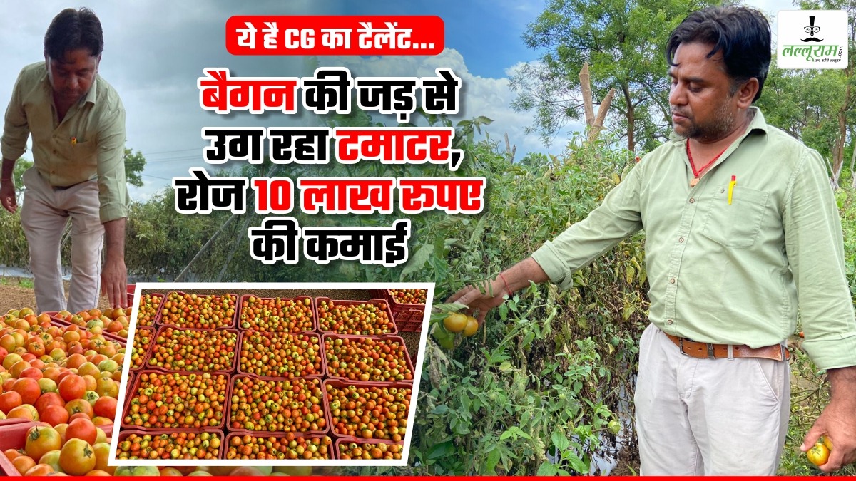 ये है छत्तीसगढ़ का टैलेंट… बैगन की जड़ से टमाटर उगा रहा किसान, रोजाना हो रही 10 लाख रूपए की कमाई, देखें Video