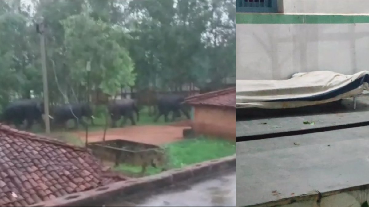 छत्तीसगढ़ से अनूपपुर आए हाथियों के दल ने ग्रामीण को कुचला: मौके पर तोड़ा दम, घर के आंगन में लगे फल और सब्जियों को पहुंचाया नुकसान
