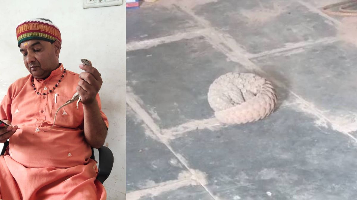 MP NEWS: जबलपुर ट्रैफिक थाने से घुसा गोह, रेस्क्यू कर जंगल में छोड़ा, इधर कटनी सामुदायिक अस्पताल में घुसे पैंगोलिन को वन विभाग ने पकड़ा