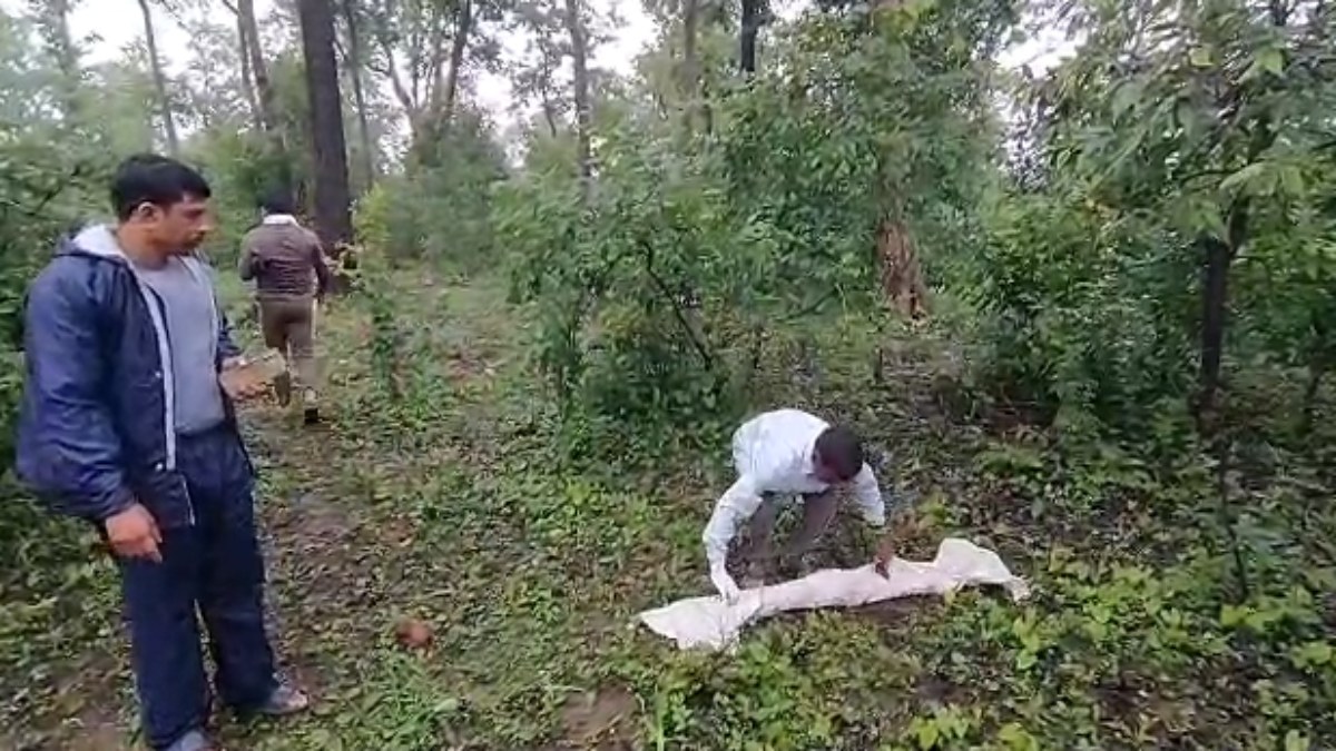 MP: जंगल में मानव कंकाल मिलने से सनसनी, मौके पर मिले कपड़े और लंबे बाल, जताई जा रही ये आशंका  