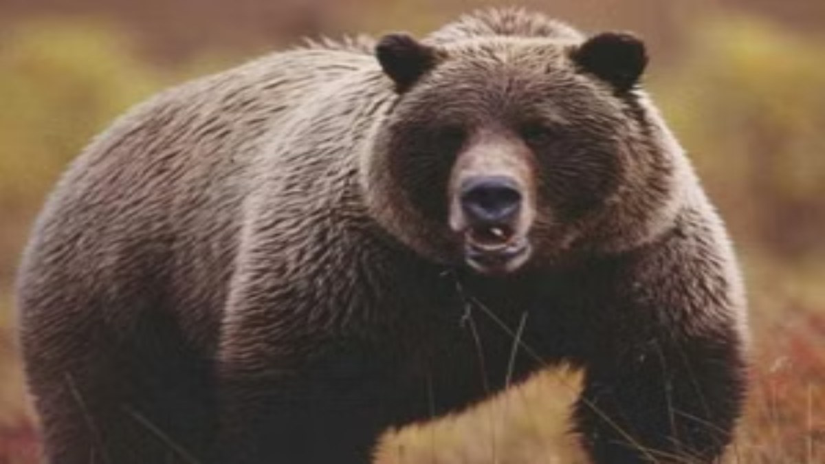 बुजुर्ग पर हमला करने वाले भालू का मिला शव: किसी ने मारा या संक्रमण से हुई मौत, रहस्य…