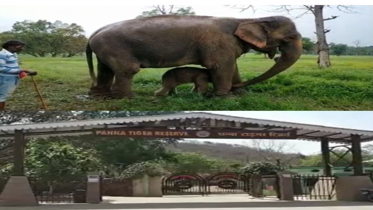 पन्ना टाइगर रिजर्व: गिनीज बुक ऑफ वर्ल्ड रिकार्ड में नाम दर्ज कराने उम्रदराज हथिनी वत्सला की होगी कार्बन डेटिंग