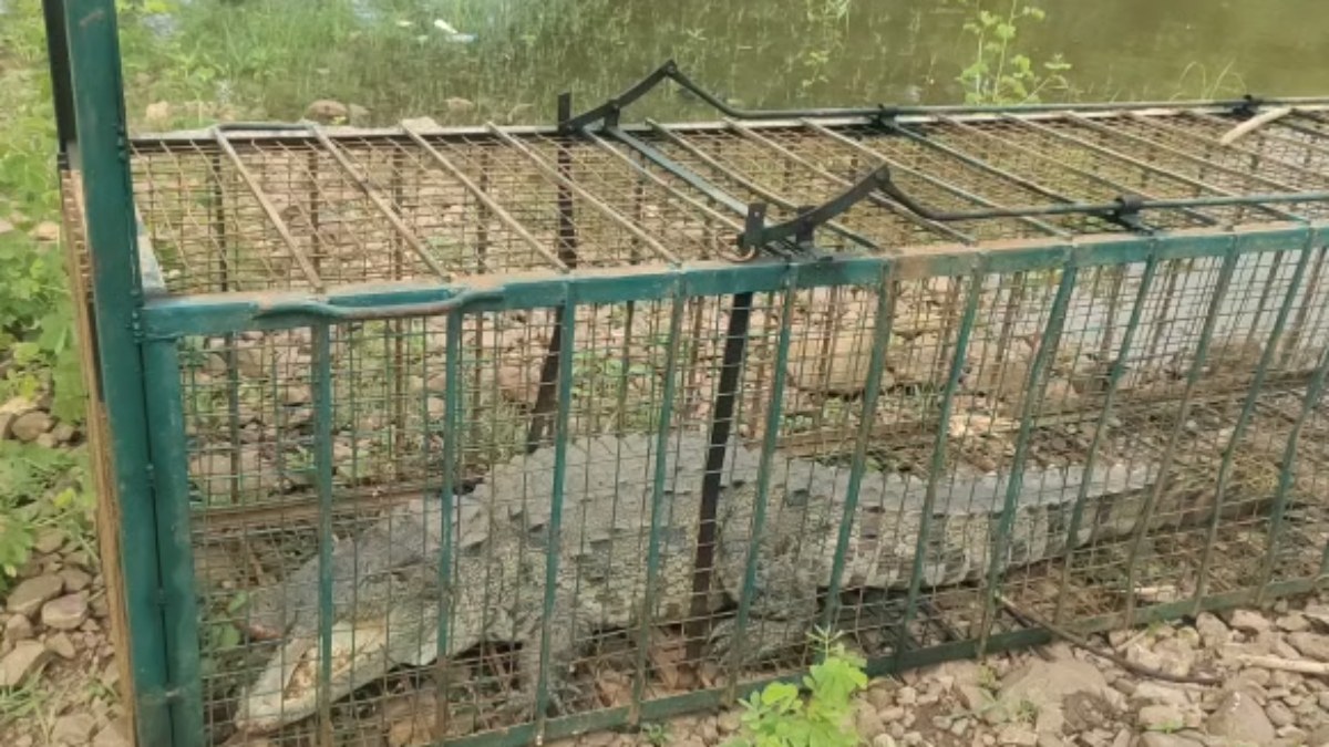 Neemuch Crocodile Rescue: विशालकाय मगरमच्छ को देखकर दहशत में आए ग्रामीण, वन विभाग की टीम ने किया रेस्क्यू