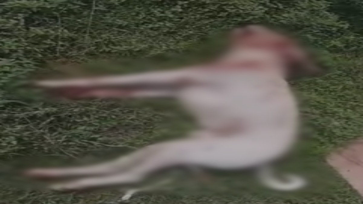 बेजुबान के साथ क्रूरता की हदे पार: सरपंच के परिजन बने हैवान, भौंकने से नाराज कुत्ते की बेरहमी से की हत्या  