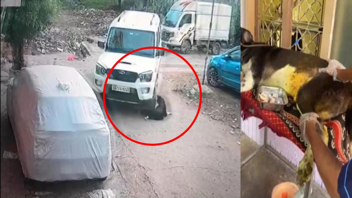मर गई मानवता ! निर्दयी वाहन चालक ने कुत्ते पर चढ़ाई गाड़ी, फिर भी नहीं पसीजा दिल तो करता रहा क्रूरता, देखें वायरल वीडियो