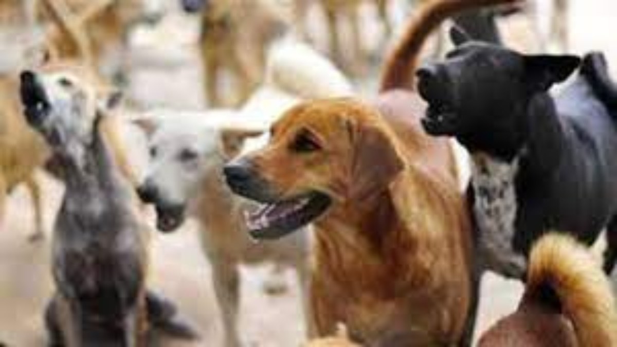 कुत्ते के काटने से बच्चे की मौत; डॉक्टर्स ने लाइलाज किया घोषित, एम्बुलेंस में तड़प-तड़पकर पिता की गोद में तोड़ा दम
