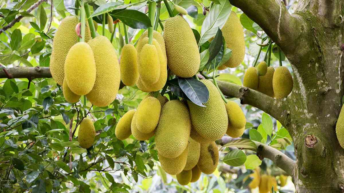 CG में कटहल गांव की कहानी: वन महोत्सव में 1000 हजार कटहल पौधों का रोपण, गांव का बदल गया नाम, जानिए पूरी स्टोरी