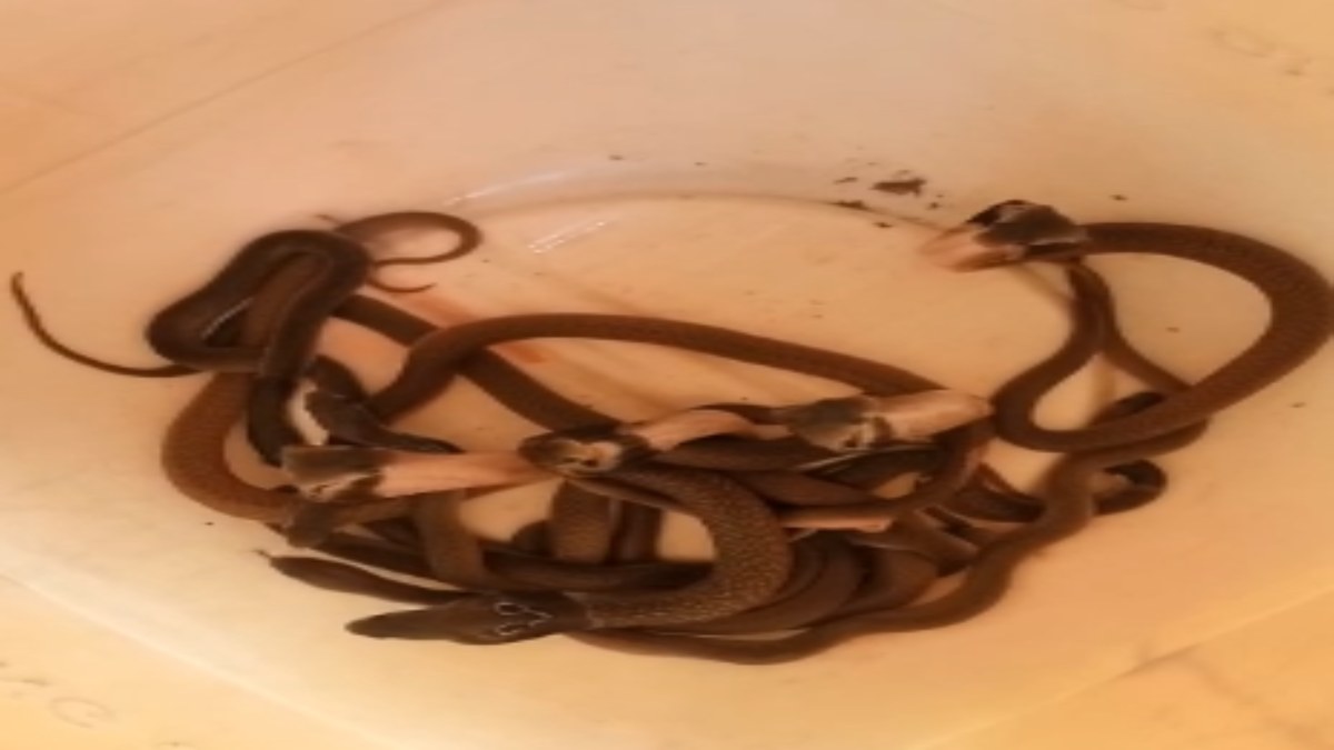 घर में सांपों का डेरा VIDEO: स्नेक कैचर रेस्क्यू करने पहुंचा तो देखकर उड़ गए होश, एक के बाद एक निकले 16 सांप के बच्चे, लोग दहशत में    