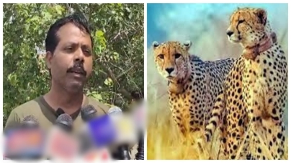 MP Cheetah News: सड़ा मांस और भूख से हो रही चीतों की मौत, कूनो नेशनल पार्क के पूर्व ड्राइवर ने किया सनसनीखेज खुलासा 