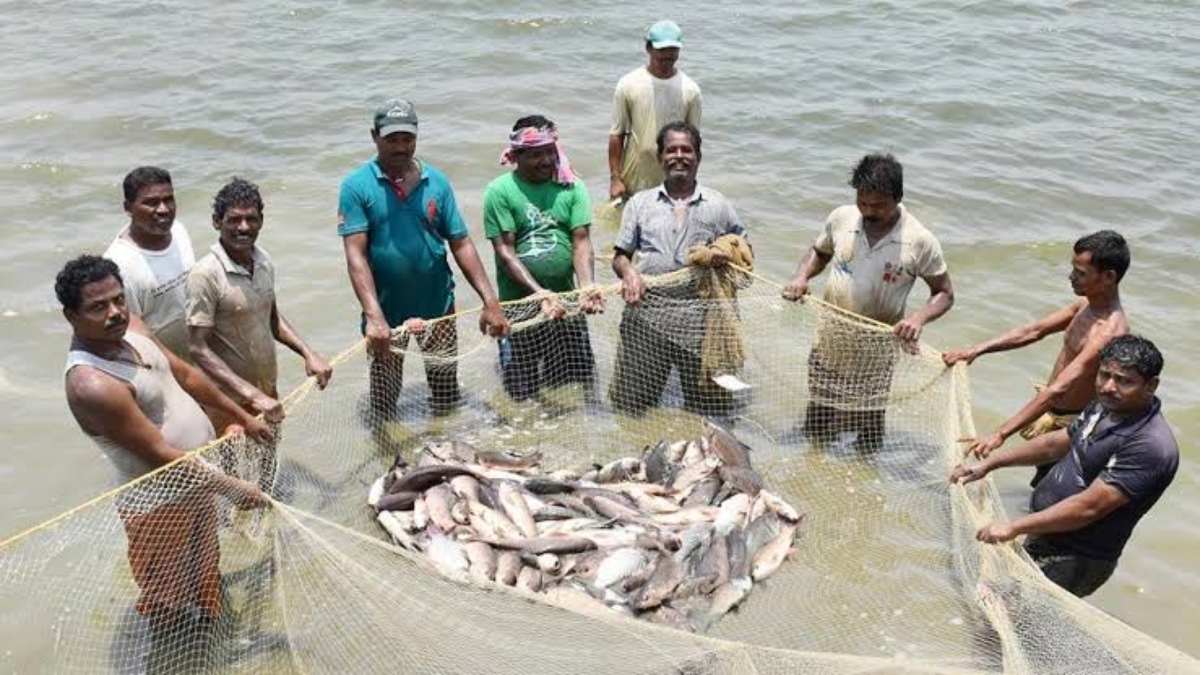 कम लागत में शुरू करें मछली पालन का व्यवसाय, सरकार की मदद के साथ मिलेगा अच्छा मुनाफा