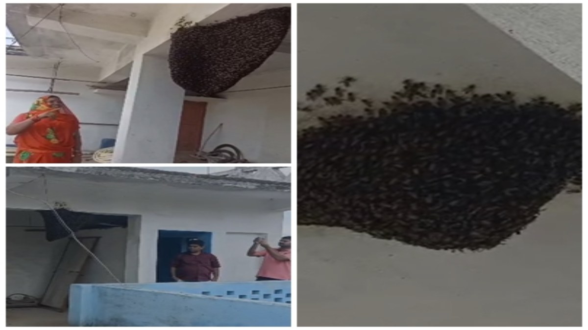 फ्रैंडली मधुमक्खी: 15 सालों से घर में परिवार की तरह रह रही मधुमक्खियां, किसी को नहीं पहुंचाया नुकसान, बनी कौतूहल का विषय