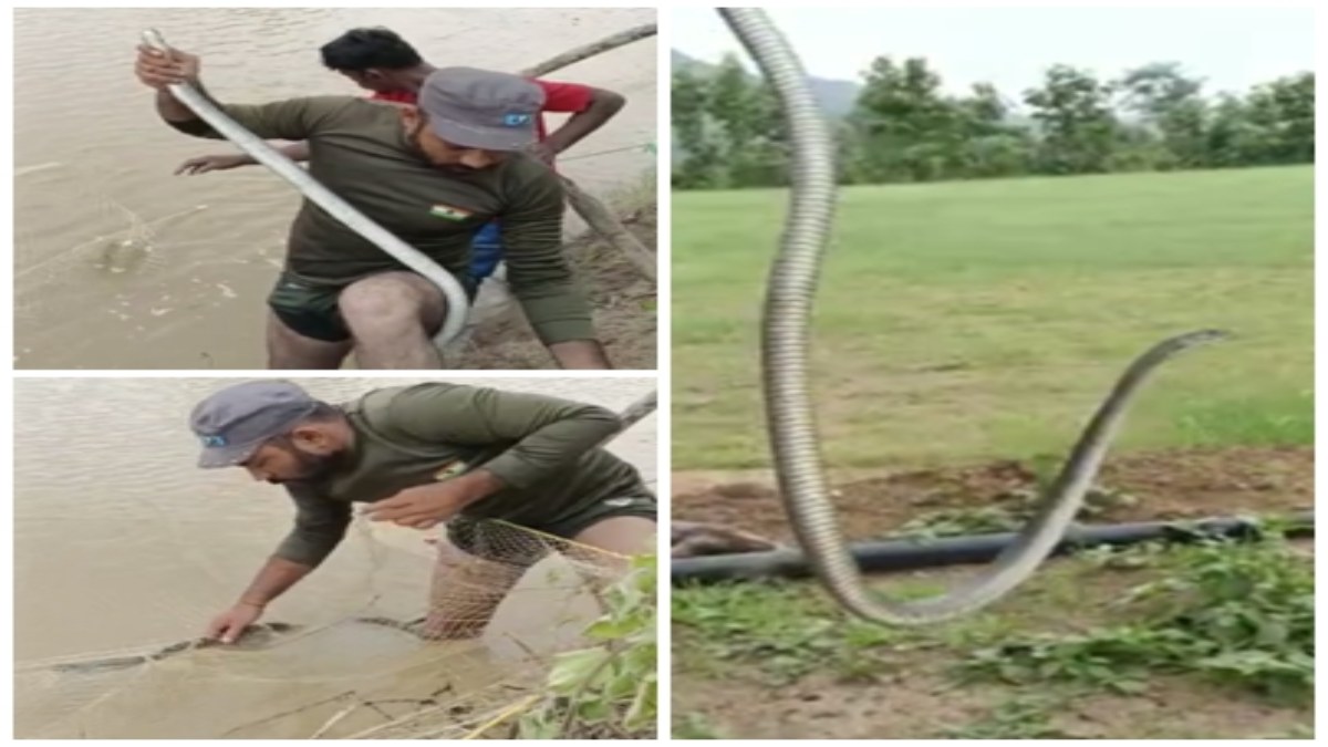 जब तालाब में मछली पकड़ने के दौरान जाल में फंसा खतरनाक सांप! रेस्क्यू के समय  स्नेक कैचर पर किया हमला, देखें VIDEO  